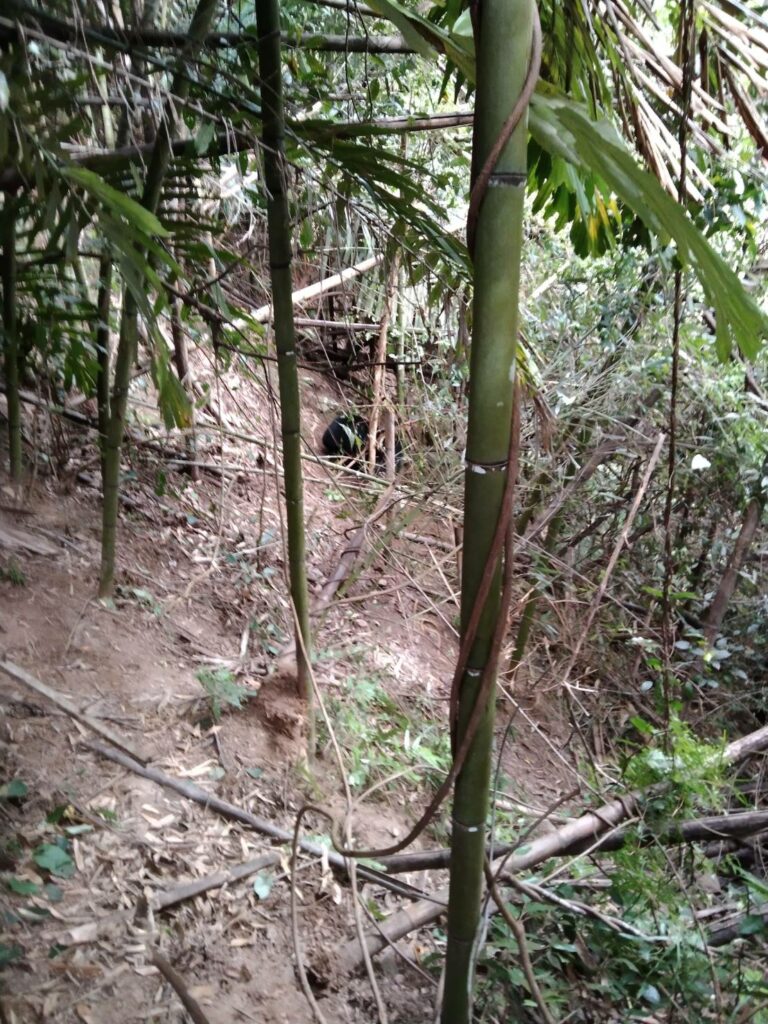 16日中午接獲通報有黑熊受困於竹林內 | 小黑熊,受困,陷阱,苗栗泰安 記者爆料網
