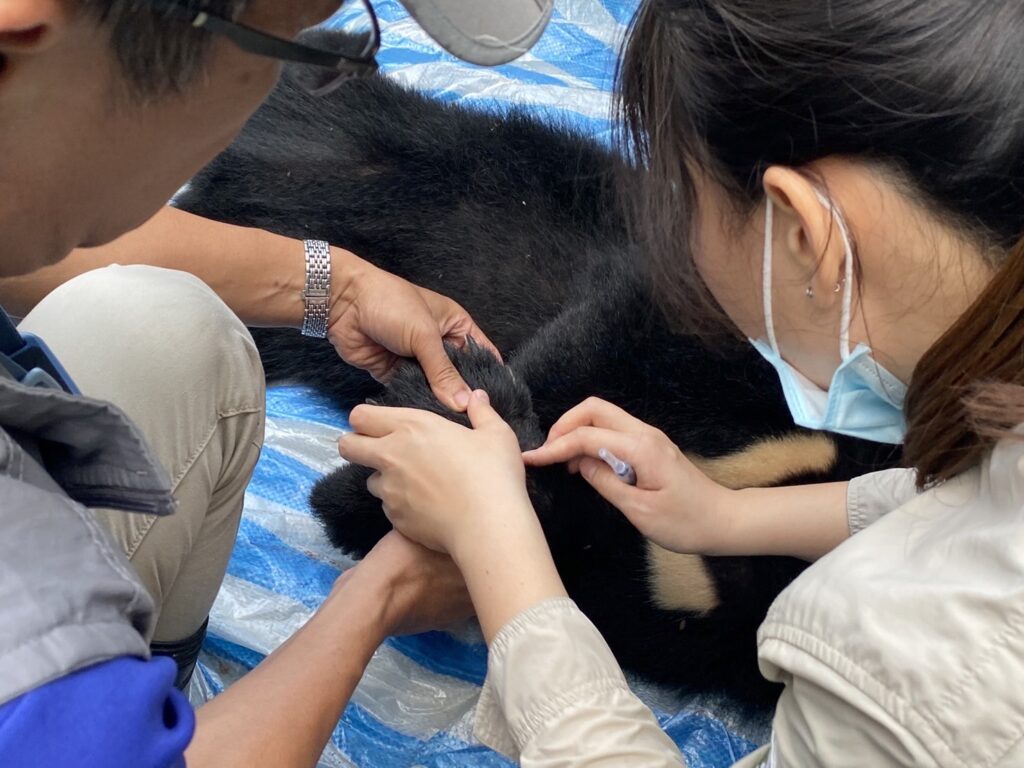 獸醫師於現場初步檢查左前肢受傷情形 | 小黑熊,受困,陷阱,苗栗泰安 記者爆料網