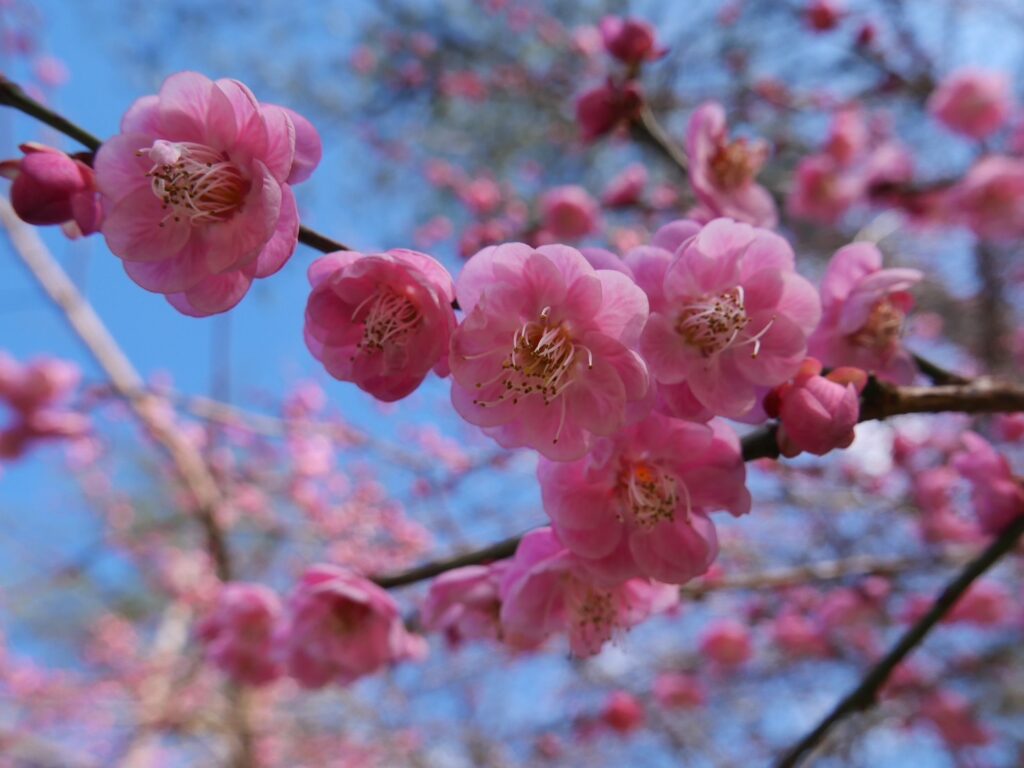 武陵農場蠟梅及梅花同時綻放 賞花可到1月底