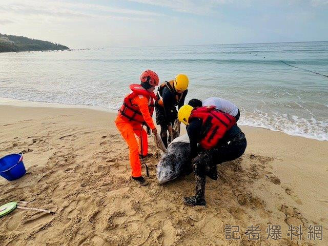 墾丁南灣見海豚擱淺　海巡消防緊急救援