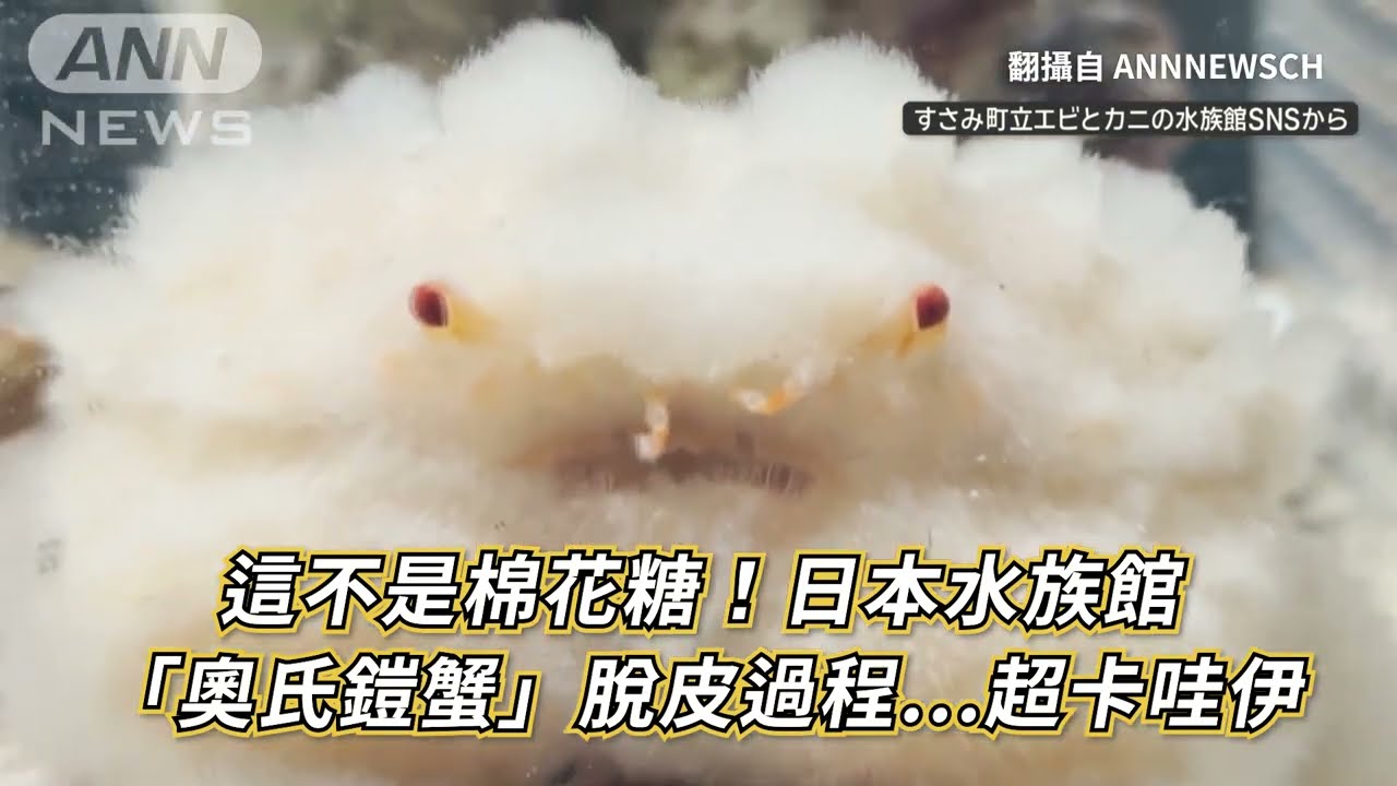 這不是棉花糖! 日本水族館「奧氏鎧蟹」脫皮 毛茸茸如雲朵 卡哇伊
