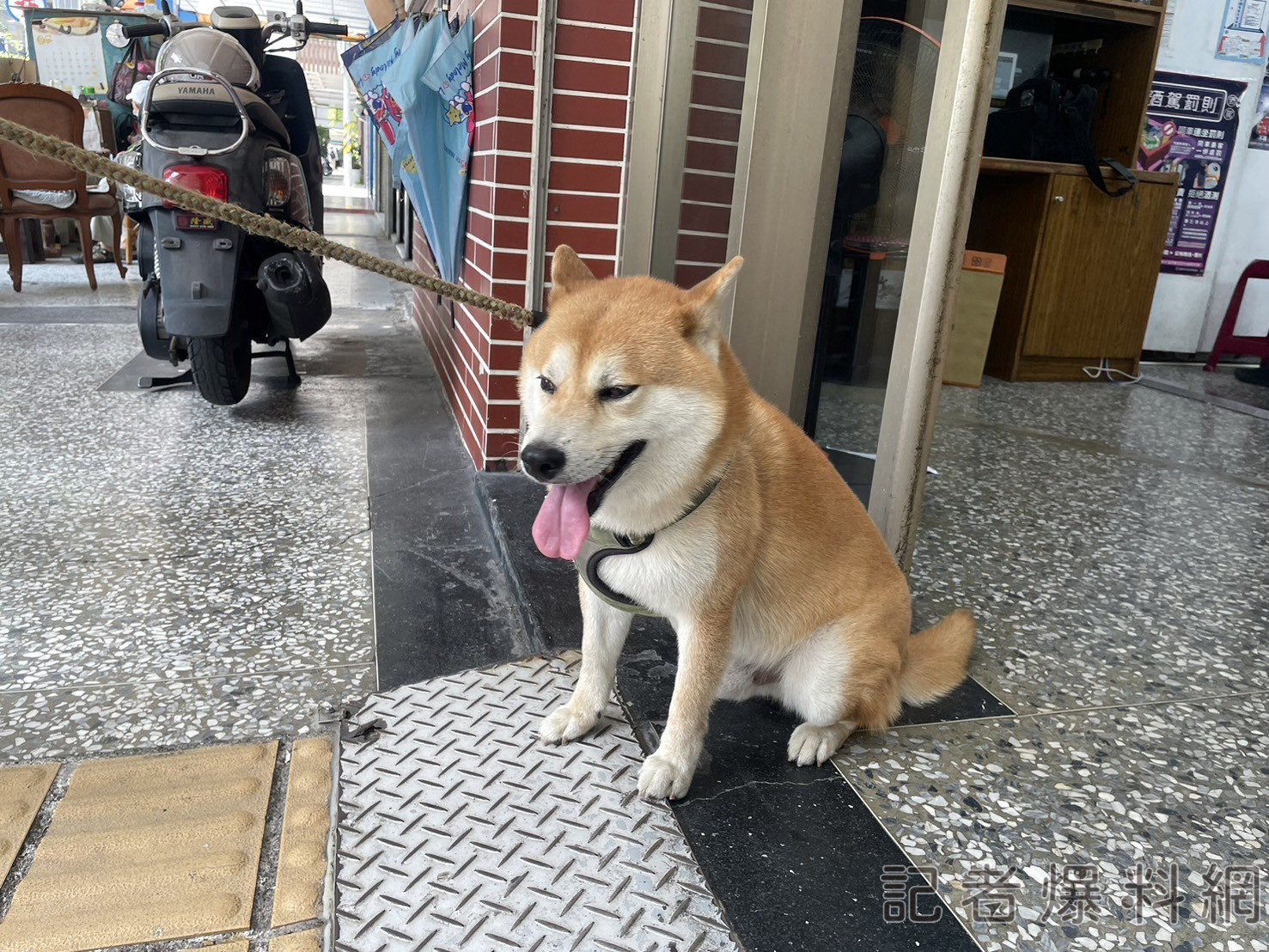 高雄 柴犬