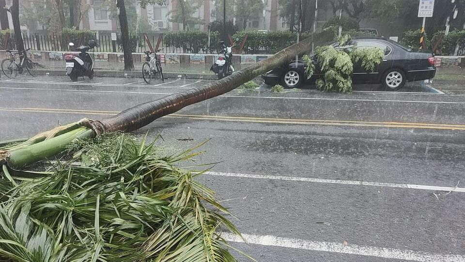 ▲台南東區勝利路路樹倒塌（圖／翻攝畫面）