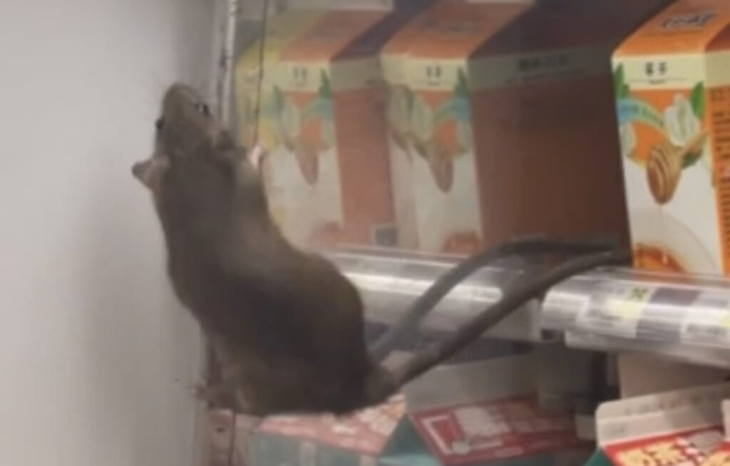 影／嚇鼠了！台北車站超商「大米奇竄出冷藏櫃」　網友：吹冷氣被發現