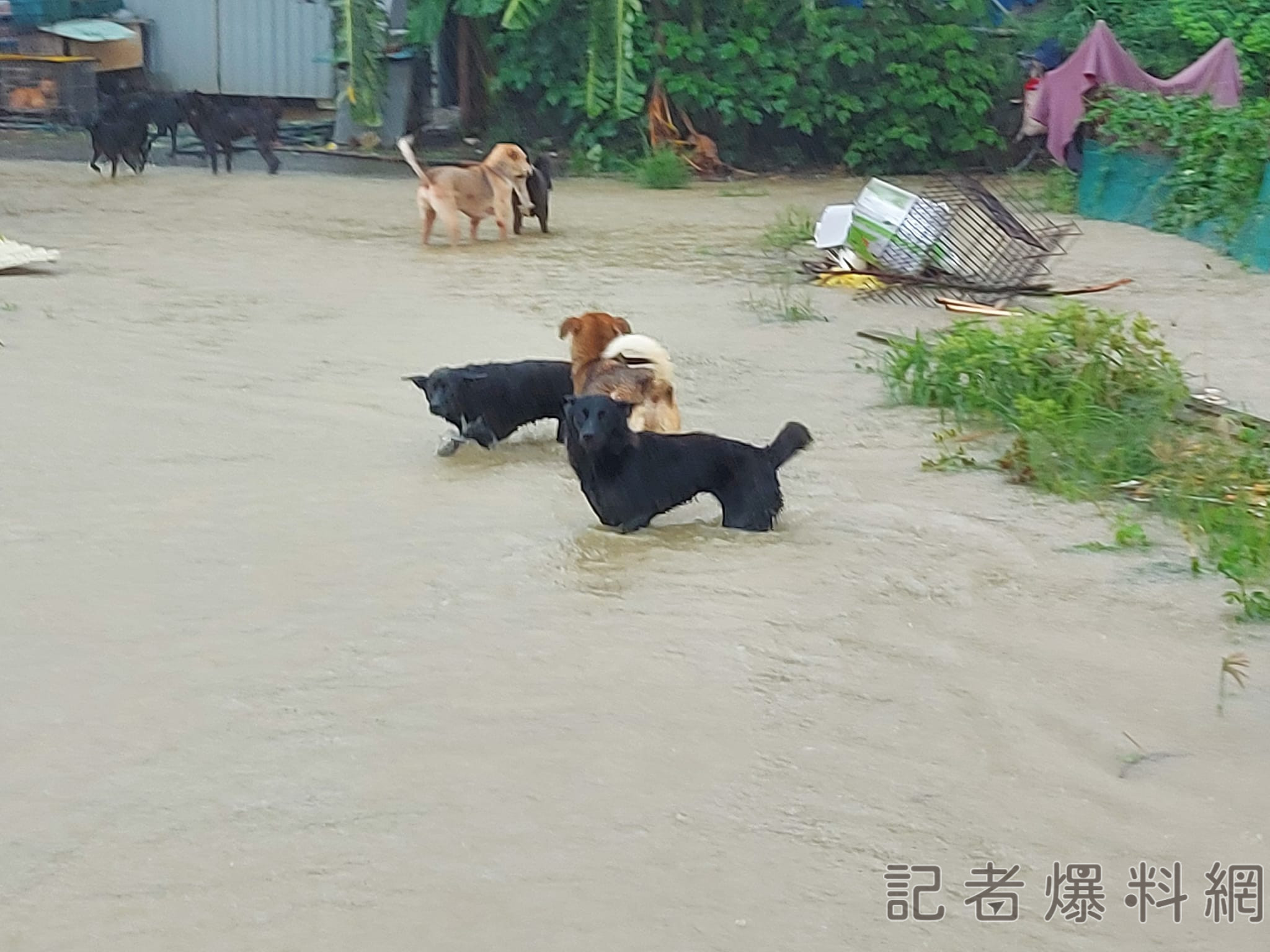 流浪狗園區 淹水 台南