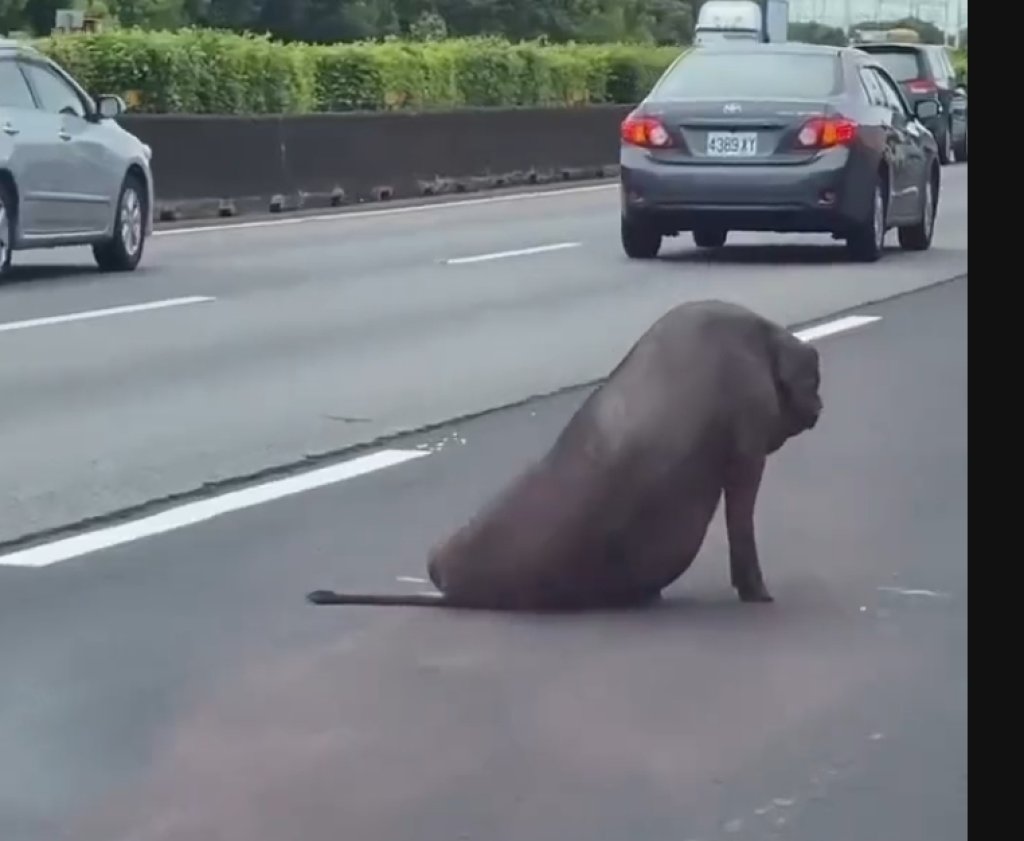 黑豬掉落國道！後腿傷匍匐跌坐中線車道-可憐模樣曝光
