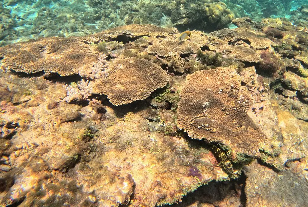 自然修復在地共守-海管處致力保種及復育珊瑚礁生態
