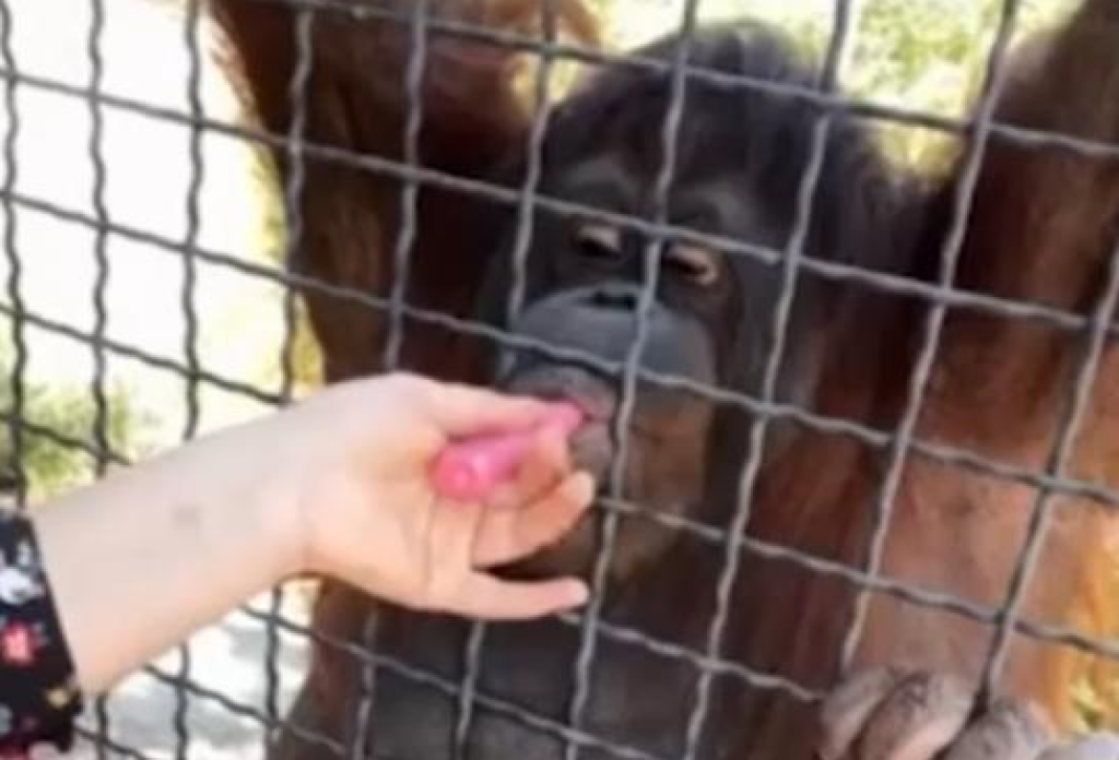 影／女mma選手引眾怒！拿電子煙給紅毛猩猩抽　恐遭罰款永久禁止入園