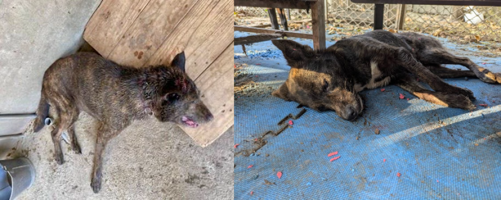 台中霧峰傳驚毒蛇橫行！還咬死犬隻 動物協會質疑有人放生毒蛇