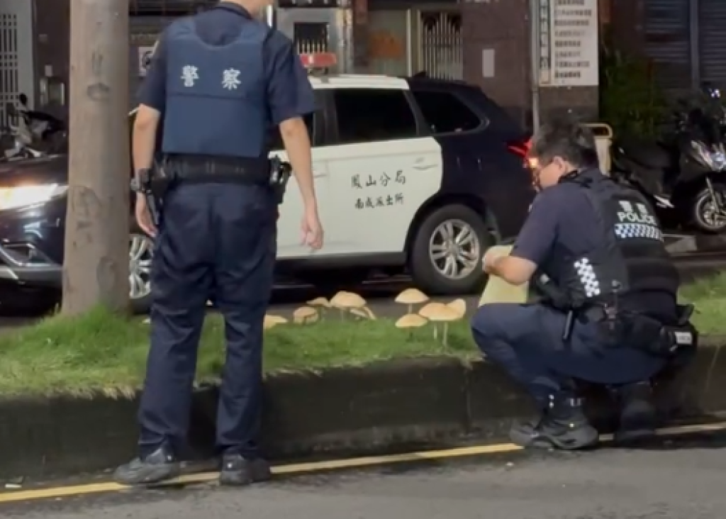 影／菇掰！高雄連日暴雨分隔島長香菇　吃了恐中毒「警到場移除」　