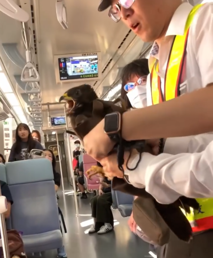 老鷹飛進台鐵列車！　網友：台灣上有火車老鷹、下有路上鴕鳥