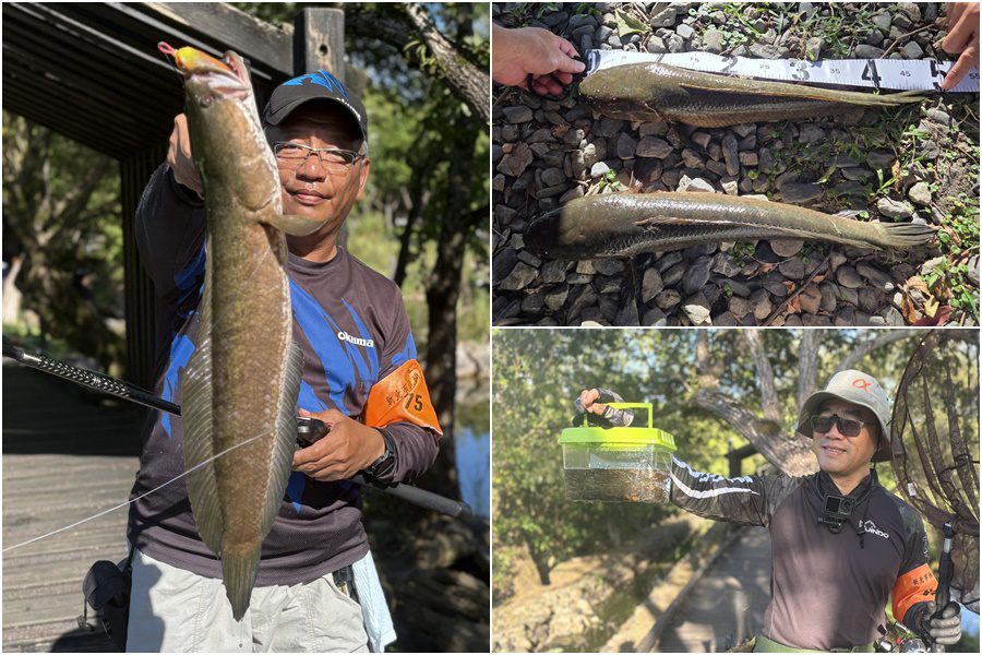 影音/守護原生魚類生存環境 民眾響應釣除生態殺手