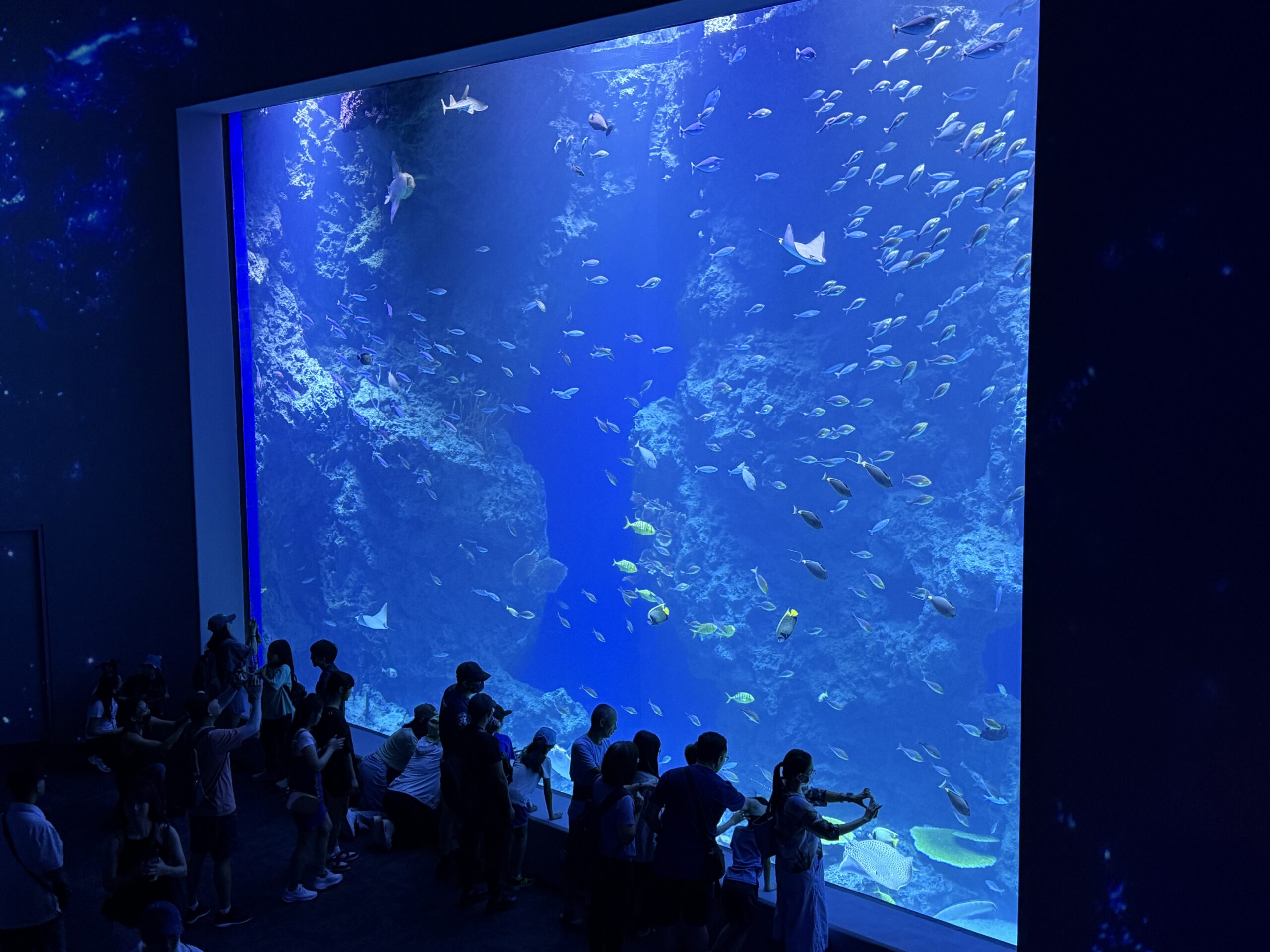 搶暑期最後一波　台中海洋館今日開館吸引眾多民眾進場