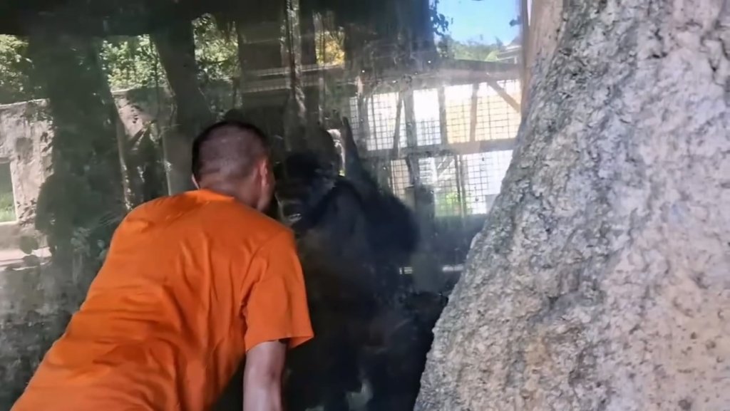 影／動物園遊客面對面大吼挑釁黑猩猩　黑猩猩怒拍玻璃反擊！目擊者：這樣超危險