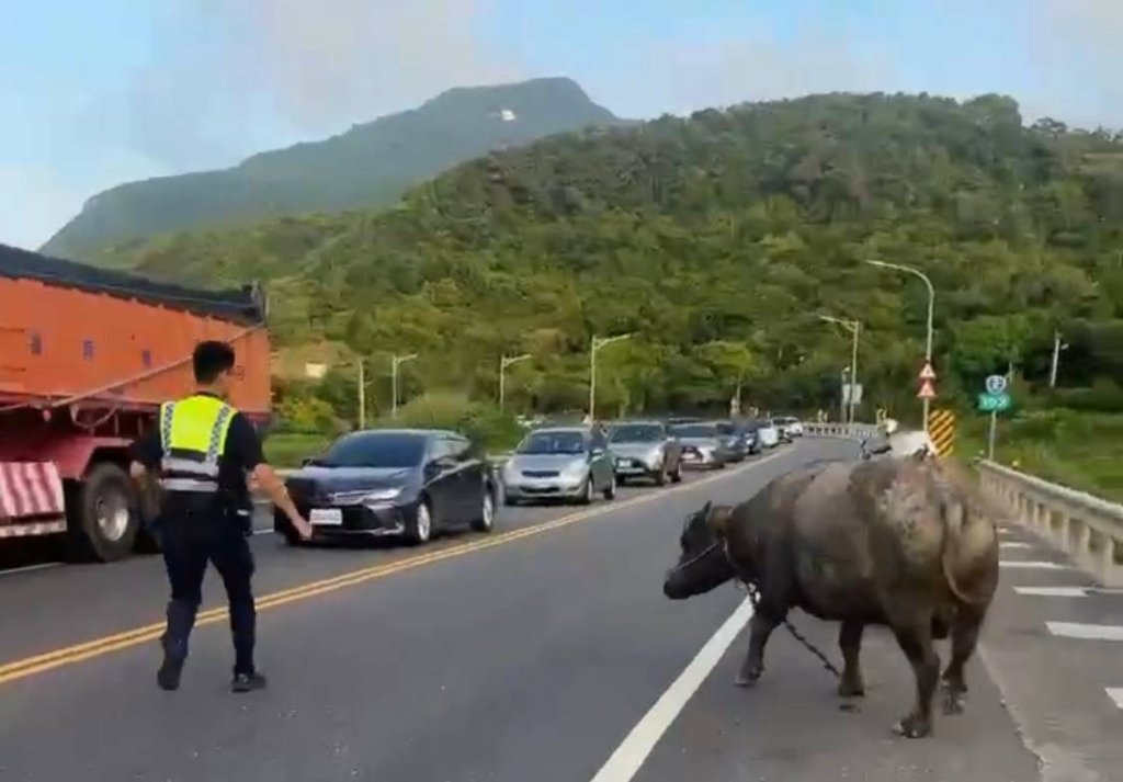 驚見水牛上台二線公路散步 福隆警化身「鬥牛士」趕至草皮