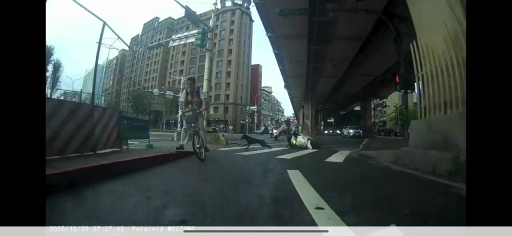 有片/黑狗闖大路口!綠燈騎士慘摔車 後面車輛全急煞