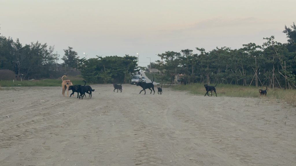 獨／台南海邊賞夕陽突遇「20黑幫」包圍追趕　民眾嚇瘋奔逃：險遇害