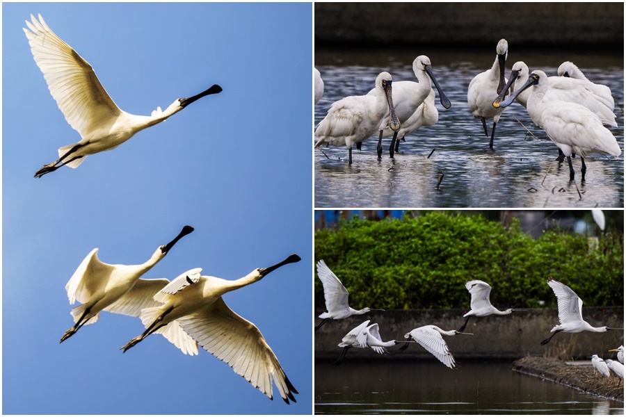 這裡有鳥事/影音/候鳥南飛放寒假 黑琵再成箇中焦點
