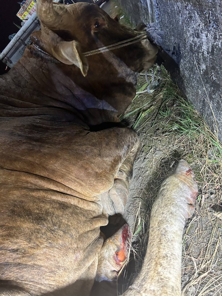 殘忍！　埔里黃牛遭小貨車拖行腳底磨傷流血