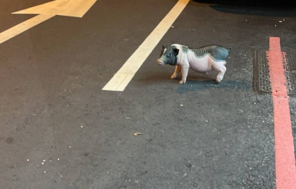 非洲豬瘟防疫期間台中麝香豬趴趴走！-　飼主將被罰