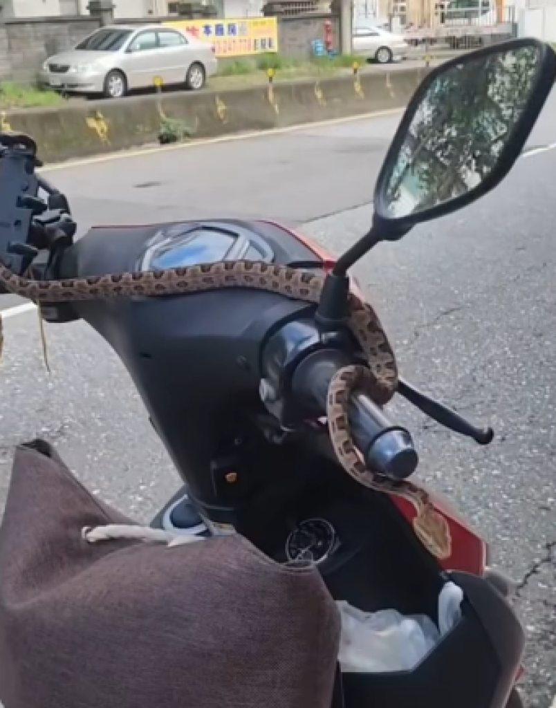 嚇壞!騎車一半手癢低頭看 機車龍頭天降龜殼花