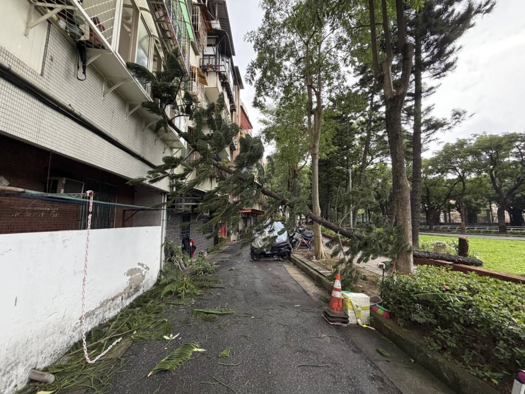 「鳳凰」發威！北投3樓高「南洋杉」倒塌壓毀公寓鋁窗