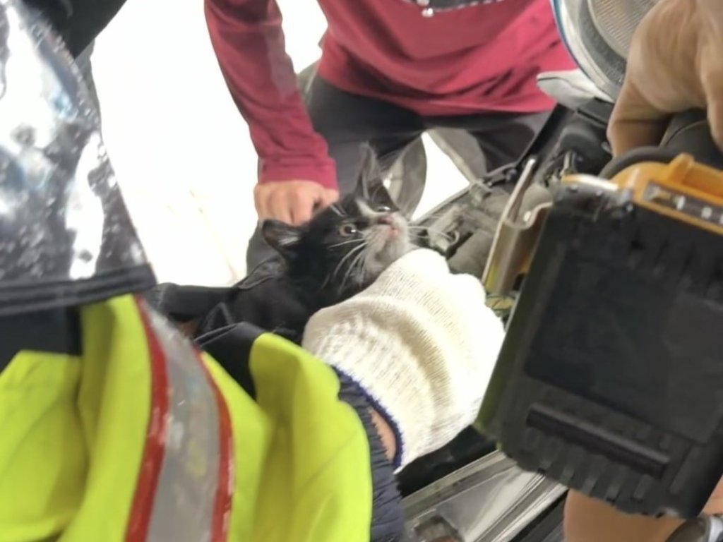 「風颱天」幼貓躲雨受困機車車燈　警聯手車行老闆暖心救援