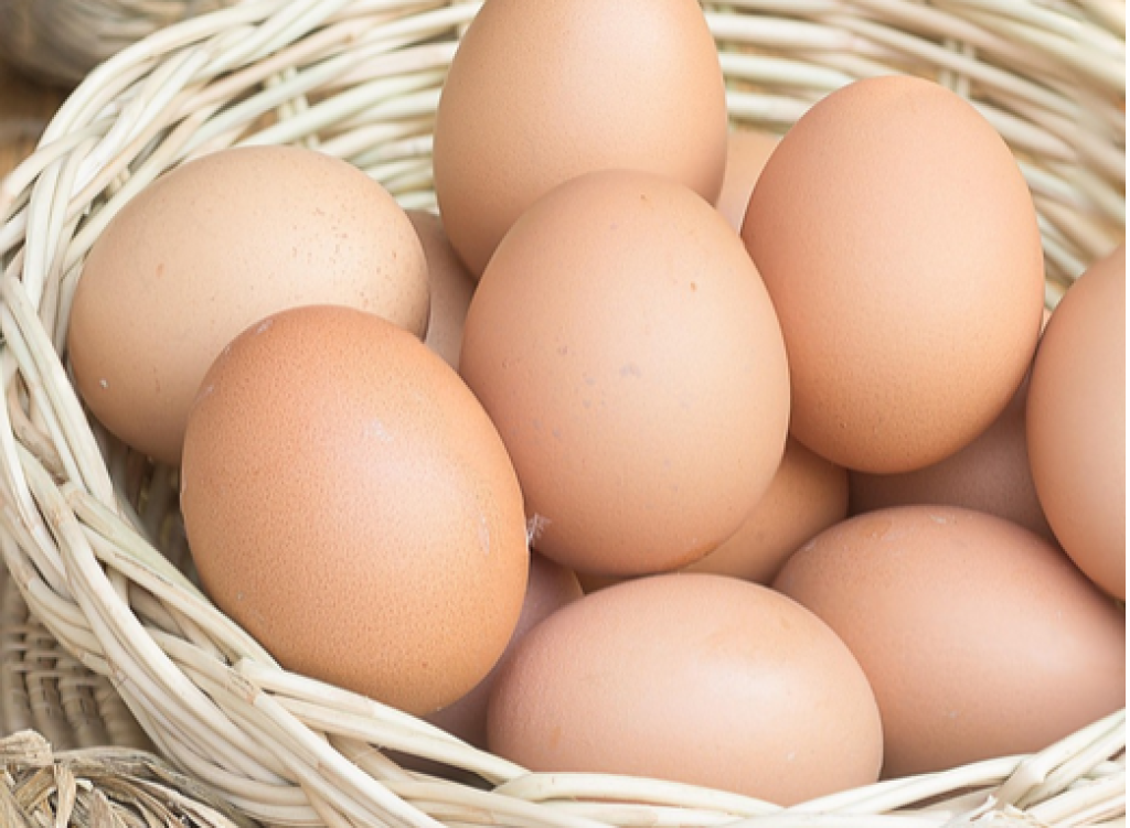 彰化芬普尼雞蛋外流台中!35家下游業者名單一次看 行旅、早餐店、小吃攤全中