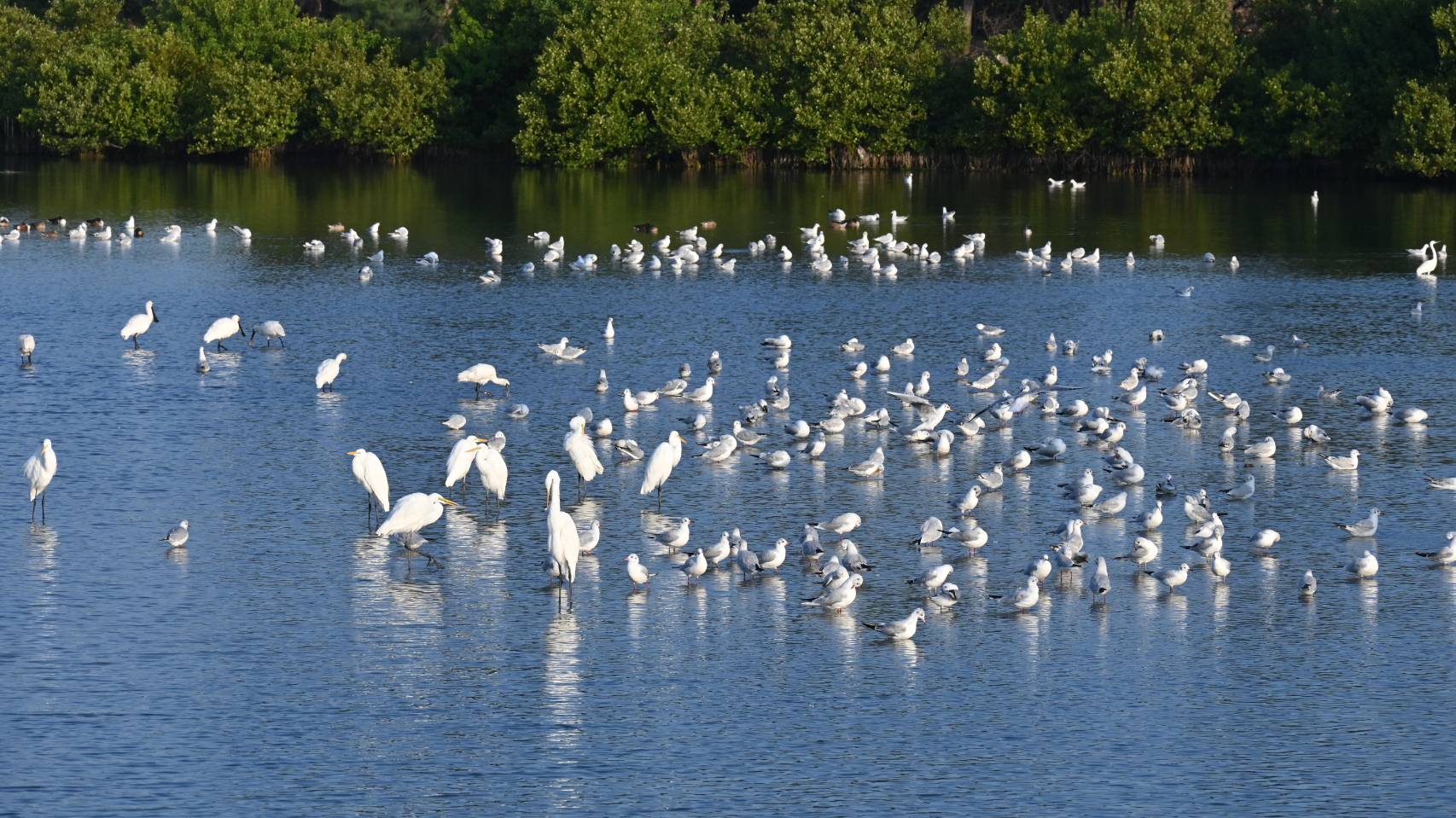 臺灣國際觀鳥馬拉松邁向第十三屆-參賽人數及國際參與創新高