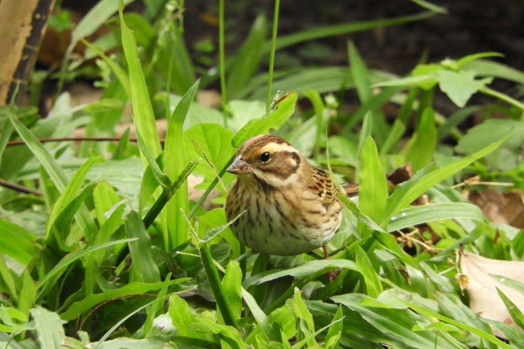 稀有候鳥黃眉鵐現身科博館！  呼籲民眾開啟「賞鳥勿擾模式」
