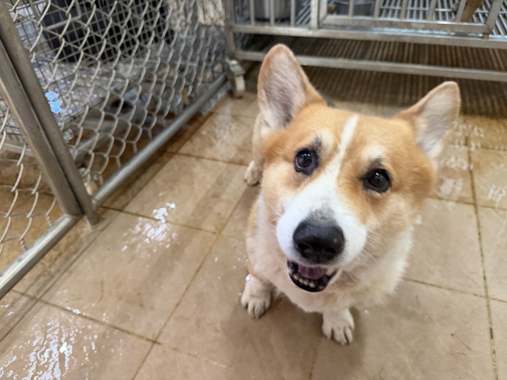 柯基疑遭虐遭市府沒入…法院判返還飼主 台南動保處:尊重判決會強化蒐證