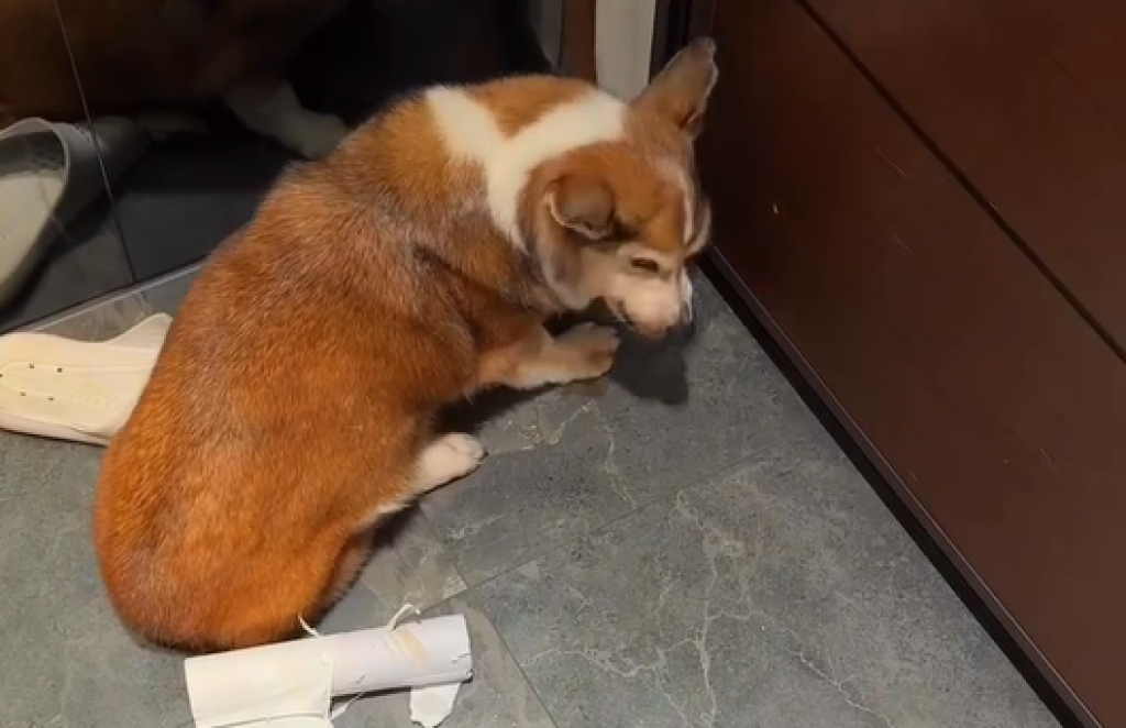 (更新)影/手搖飲加盟主疑虐狗!大罵丟東西影片曝光引熱議 業者:啟動違規調查程序