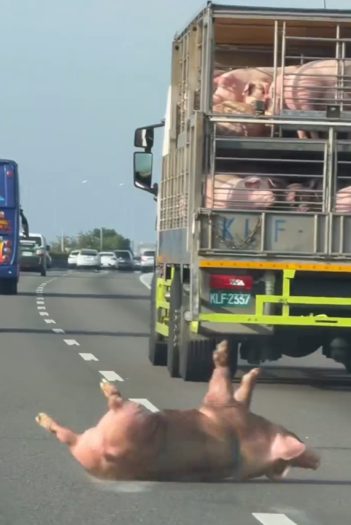 國道摔豬! 貨車柵欄沒關豬隻落地車道上翻滾