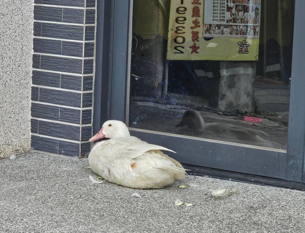 誰家的鵝走失了？鹿港小白鵝夜宿街頭　縮民宅前等主人回家