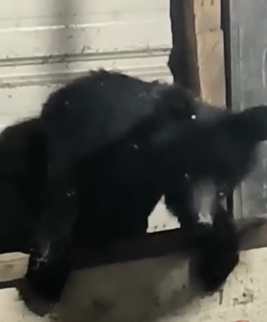 獵殺臺灣黑熊一審判無罪! 屏東地檢署提上訴