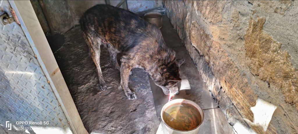 三重惡質輾狗駕駛找到人了!新北動保處開罰17.5萬元 飼主也要罰