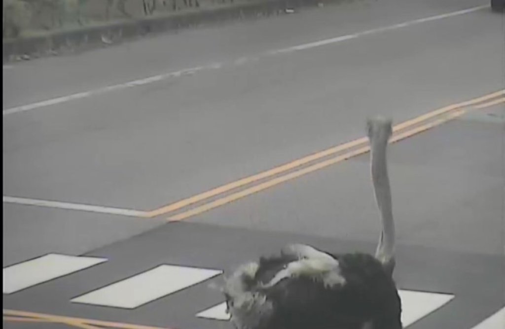 台9線駝鳥趴趴走！　警迅速找到飼主逮回