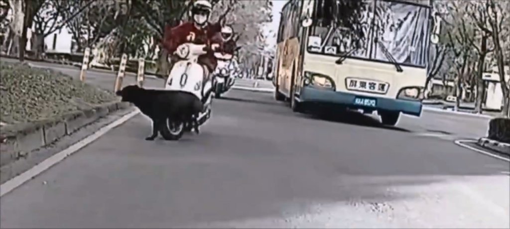 影/屏科大車禍!女騎士「被流浪犬擊落」險遭公車輾 學生會回應了
