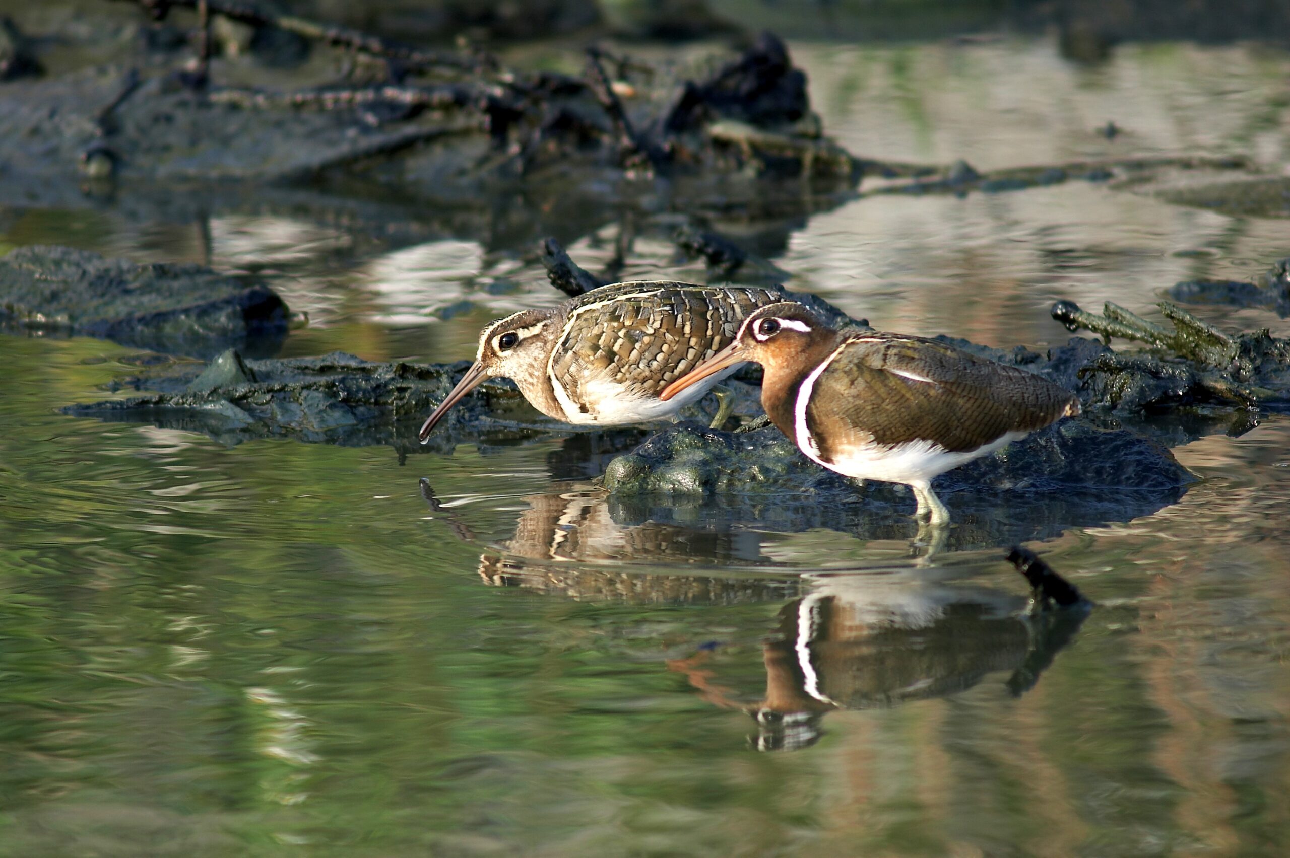 雲嘉南讓賞鳥變EASY 定點定時專人導覽來個不一樣的假日之旅