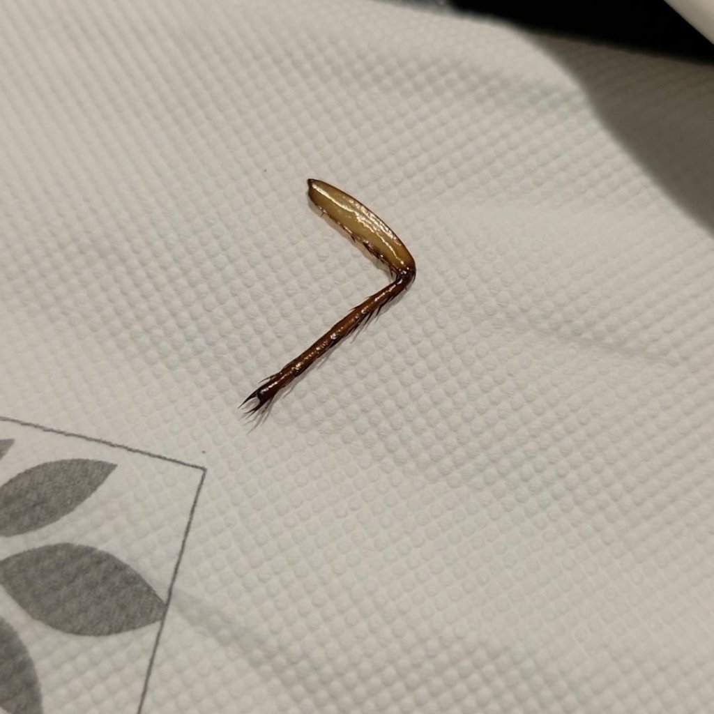 情侶花1290元吃buffet咬到「蟑螂腳」…酒店稱是蝦腳　衛生局稽查結果出爐