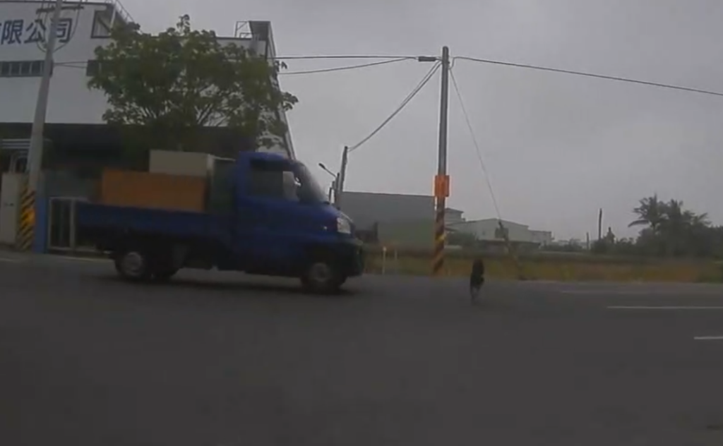 撞擊畫面曝光！-　台南黑柴過馬路被貨車撞擊輾過哀嚎