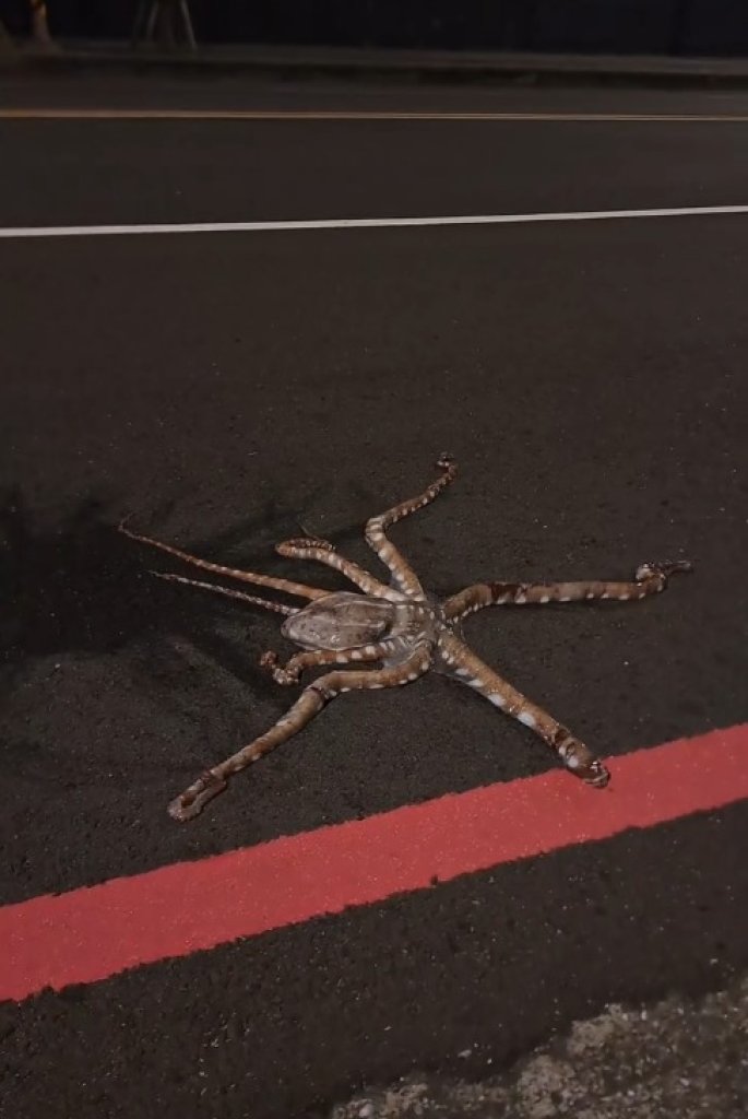 章魚怎麼會在馬路上？海大旁驚見海鮮隨機掉落-網友笑翻：趁熱吃