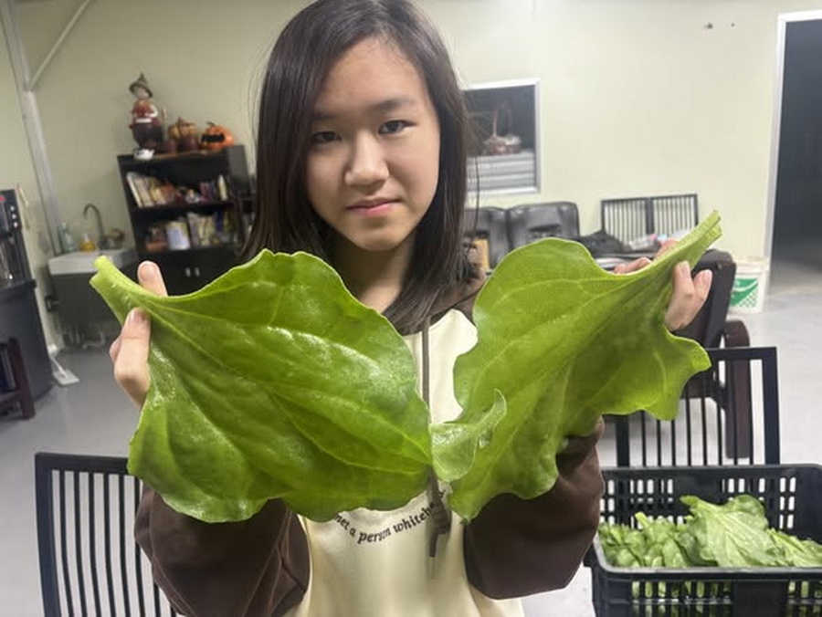 影音/高經濟當紅蔬菜-農場種出巨無霸冰花