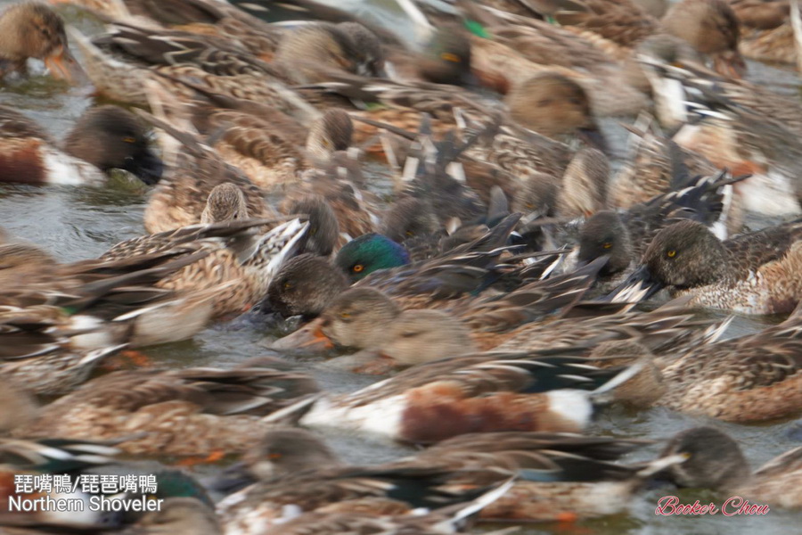 這裡有鳥事/影音/鰲鼓溼地琵嘴鴨合演水上圓舞曲-群聚轉圈擾動池水協力覓食